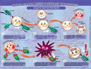 kak_rabotaet_immunitet1-300x229-9238191